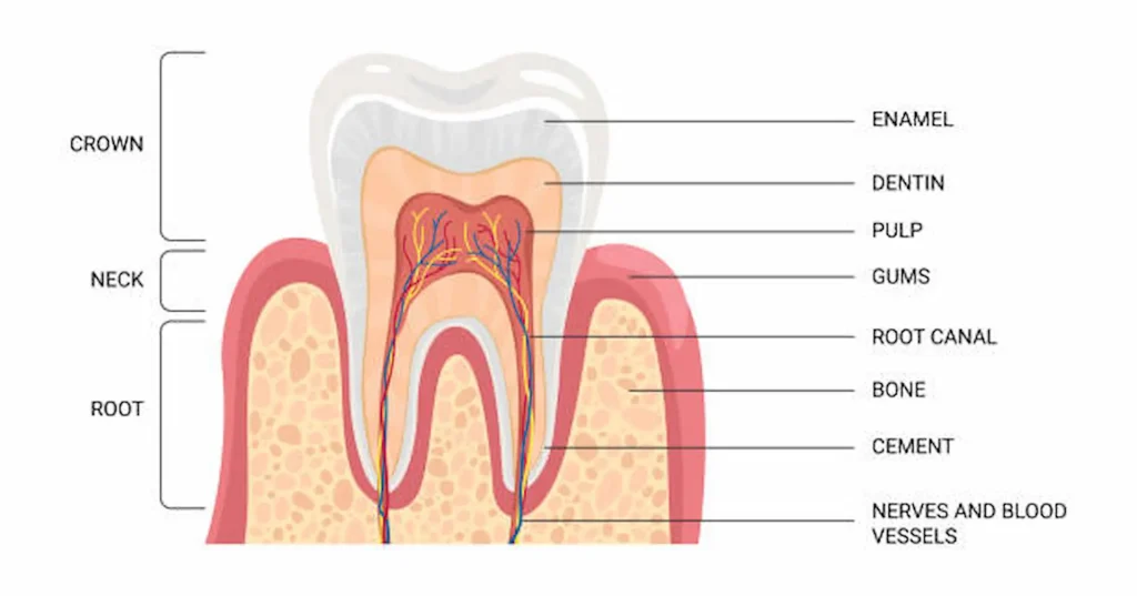 Root canal illustration